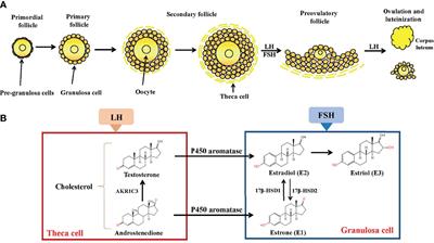 Estrogen Biosynthesis and Signal Transduction in Ovarian Disease